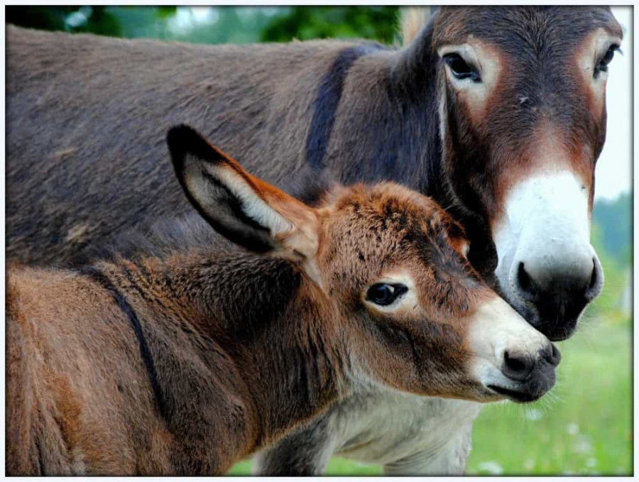 Mini-zoo “Lauku sēta”