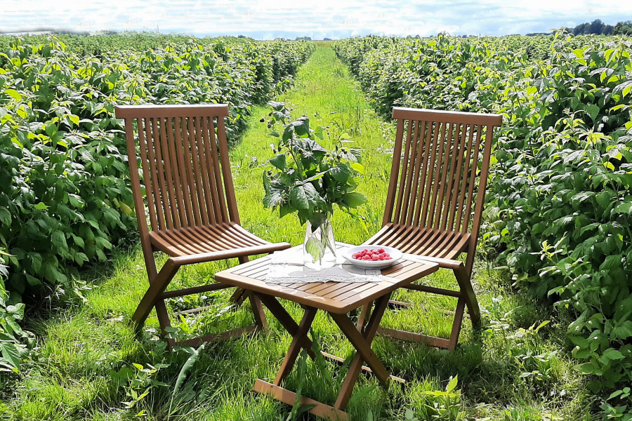 Raspberry farm &quot;Mūsu avenes&quot; (Our Raspberries)