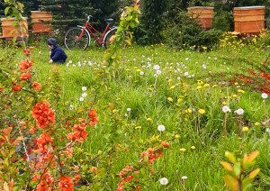 Bi&scaron;u un cidoniju dārzs &ldquo;Ievgravas&rdquo;
