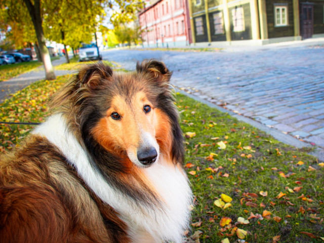 Atpūta ar suņiem Jelgavā un Jelgavas novadā