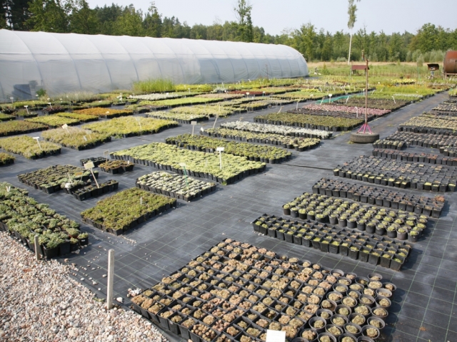 Tree and plant Nursery - Dimzas