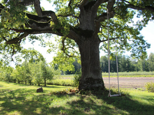 Dižkoki Jelgavas valstspilsētā