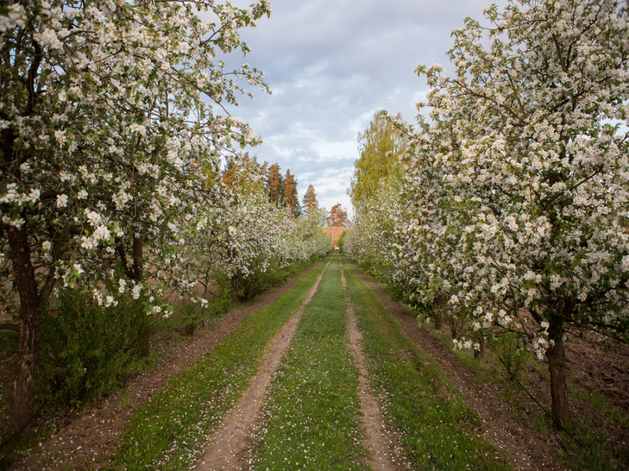 Kokaudzētava &quot;Bētras&quot;