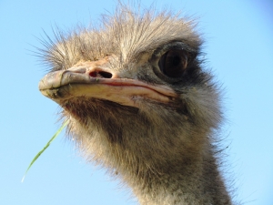 Ostrich Farm Mazzariņi 