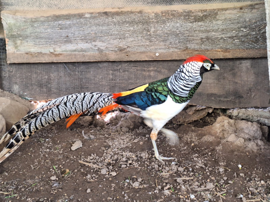 Mini zoo &quot;Mūsu Zoo&quot;