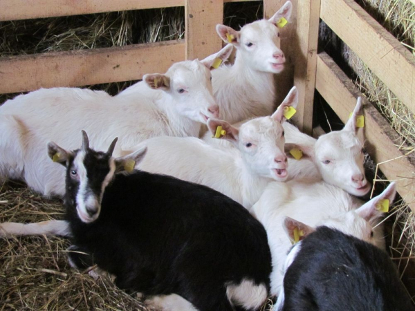 Goat Farm - Līcīši