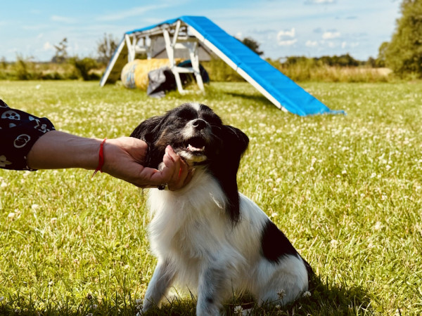 Jaunums! Adžiliti nodarbības (sports ar suni)