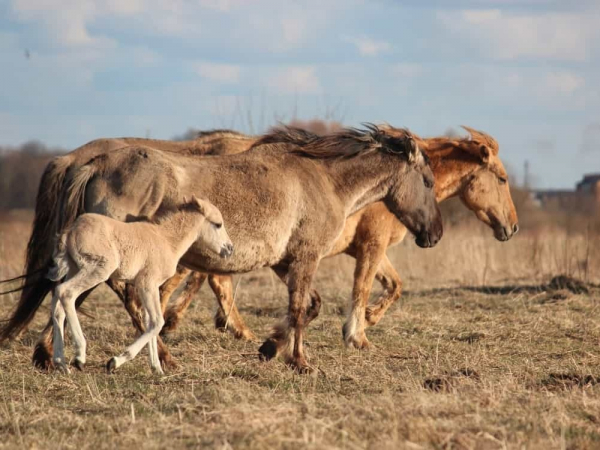  Lielupės užliejamos pievos 