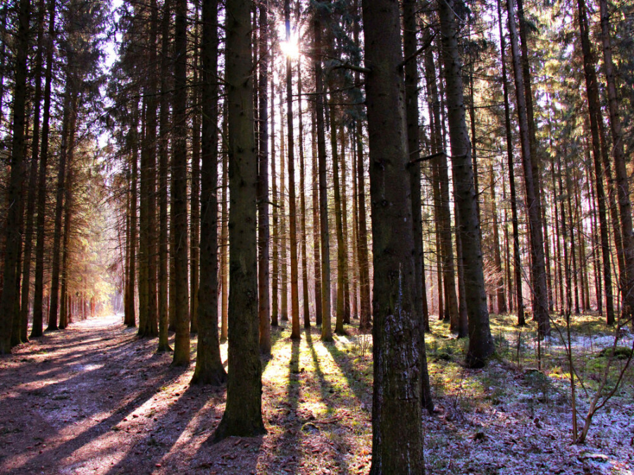  Lielplatone School sports trail Tīsi 