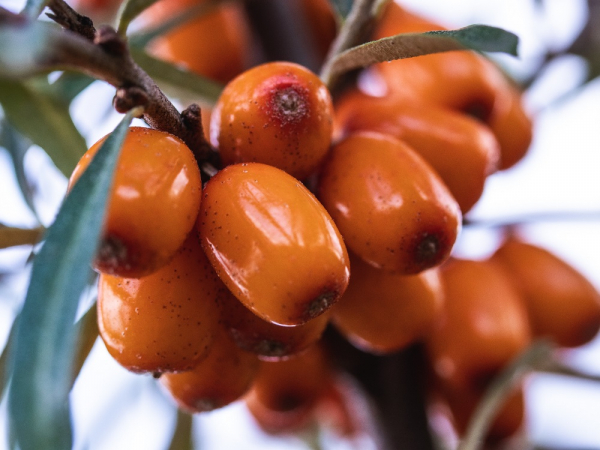 ZELT sea buckthorn garden